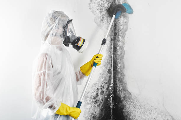 Best Black Mold Removal  in Redan, GA